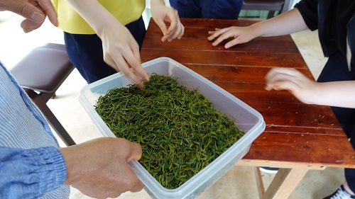 活動のご紹介【紅茶研究会】